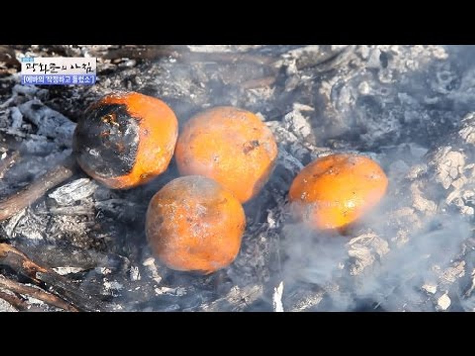 군고구마 뺨치는 구운 감귤의 맛은? [광화문의 아침] 380회 20161215