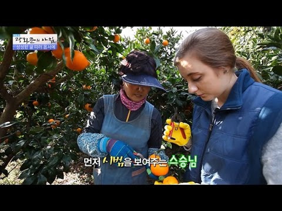 에바, 오늘의 미션! 쉽지 않은 제주도 감귤따기! [광화문의 아침] 380회 2016...
