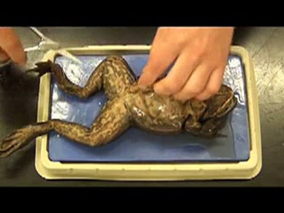 Bullfrog -animals-haha _24