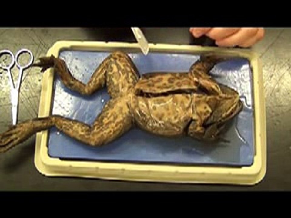 Bullfrog -animals-haha _26