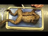 Bullfrog -animals-haha _26