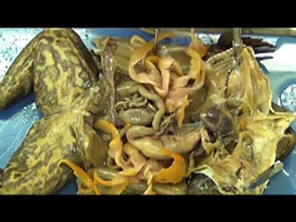 Bullfrog -animals-haha _33
