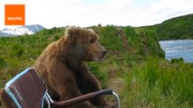 Curious Bear Relaxes With Nervous Camper
