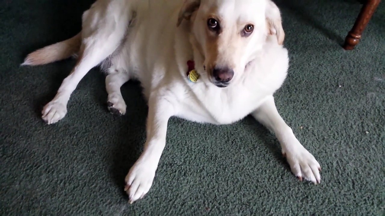 doggy fun