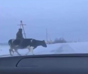 Cow And Man Very Interesting