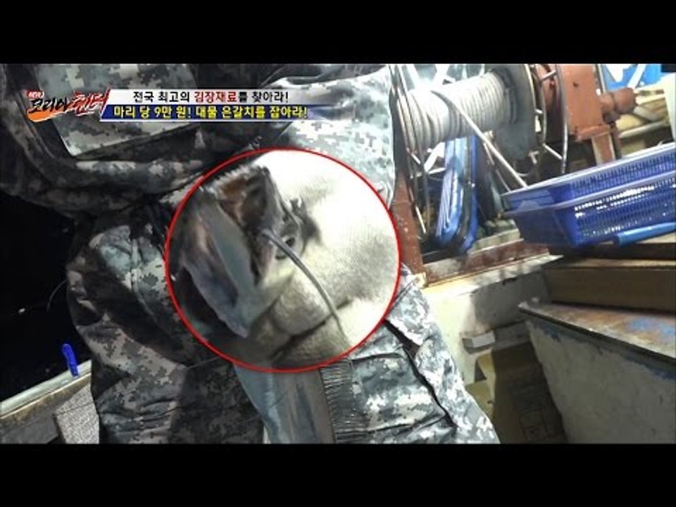 동족상잔의 비극...갈치를 먹은 갈치 [뉴 코리아 헌터] 28회 20161212