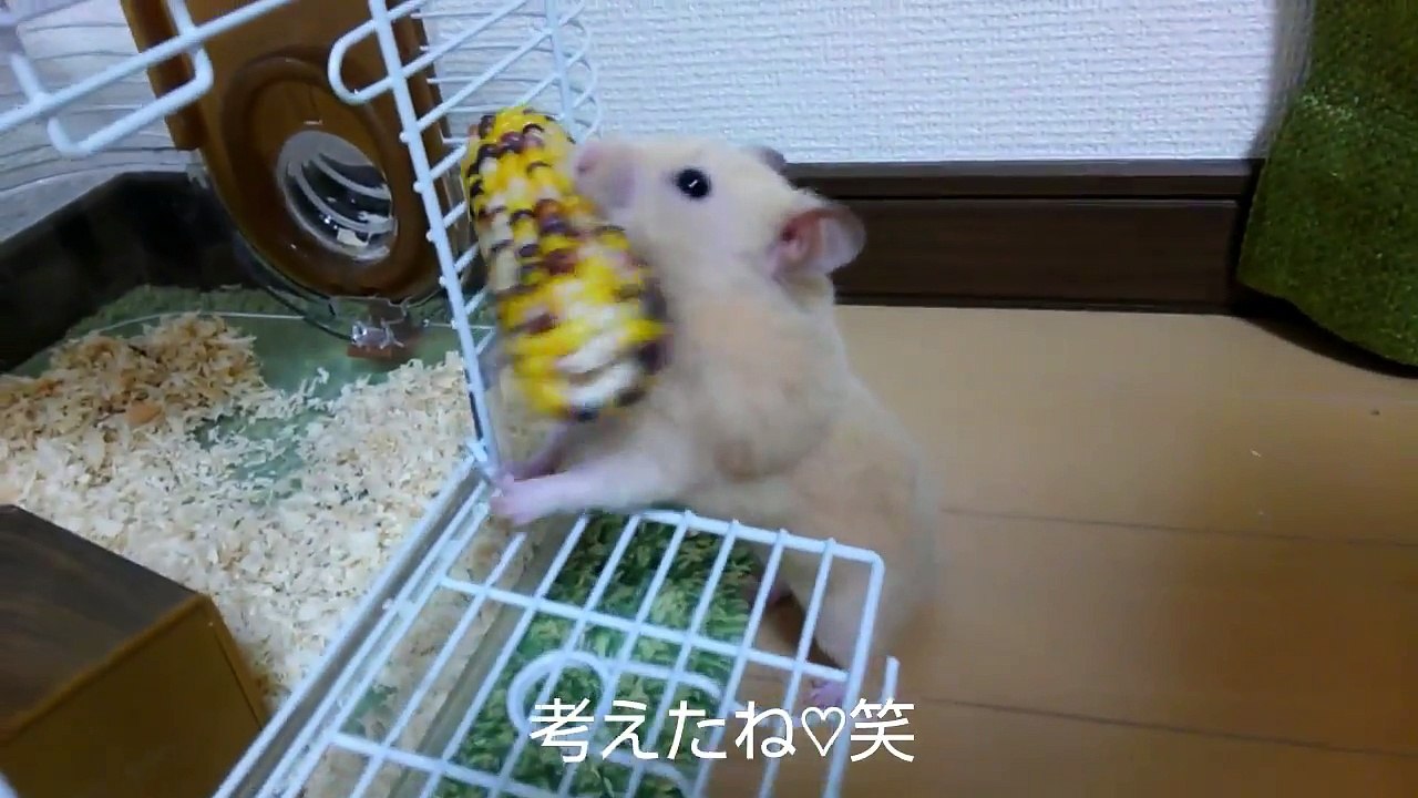 麻田義貴のコロコロハムちゃん (10)