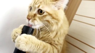 Veja a reação deste gato ao poder de sucção de um aspirador de pó, HILÁRIO! — Aumente o volume.