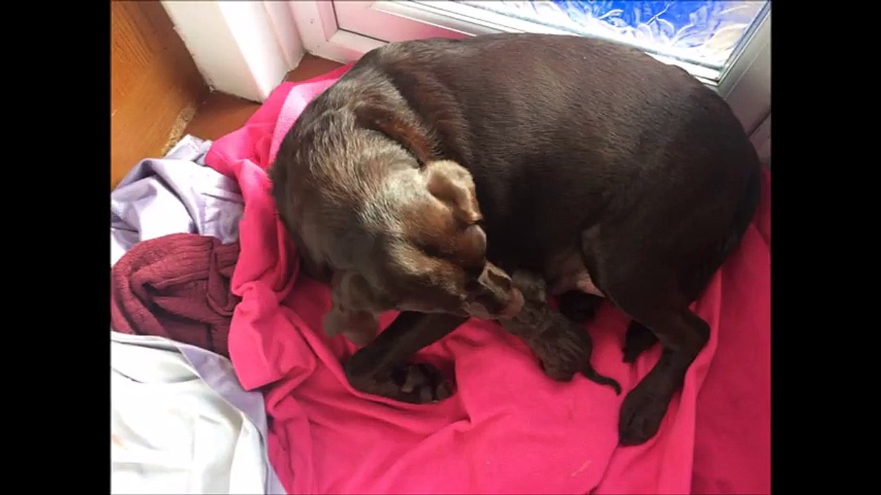 Chocolate Labrador giving birth