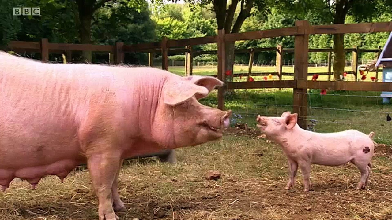 Big Barn Farm - S2E10. Oink Factor