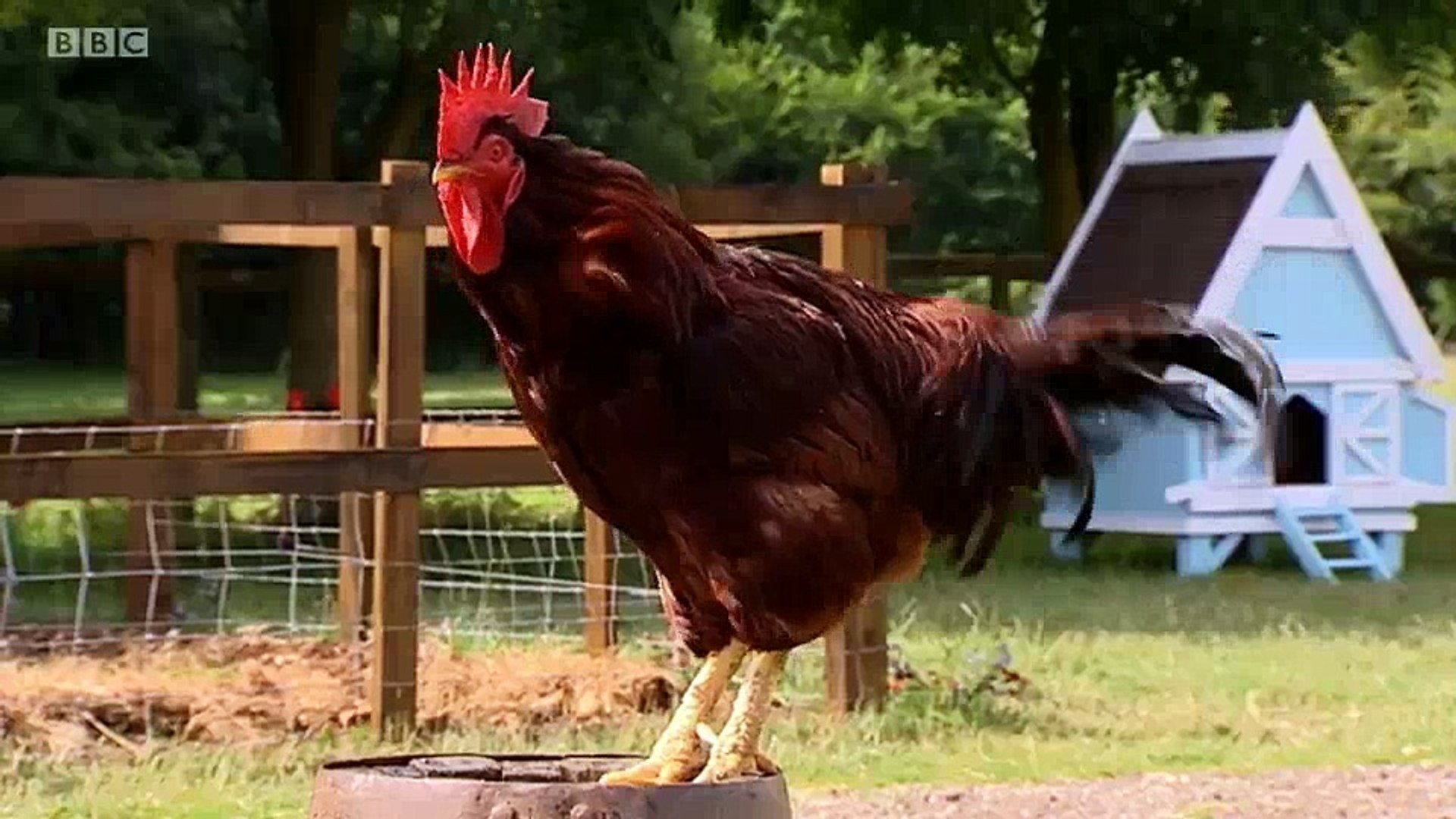 Big Barn Farm S2e15 Butter Fingers Video Dailymotion