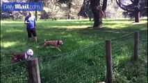 Living life without boundaries! Overly enthusiastic pit bull runs head first into a fence while playing fetch