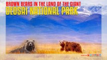 Brown Bears in the Land Of The Giant Deosai National Park