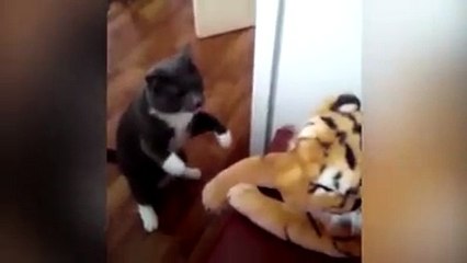 boks antrenmanı yapan çılgın kedi