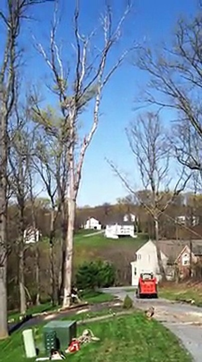 Tree Service Baltimore, Maryland