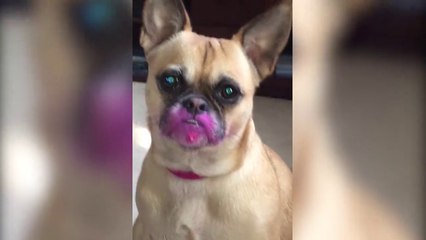 Quand ton chien a fait de grosses bétises - Compilation animaux LOL