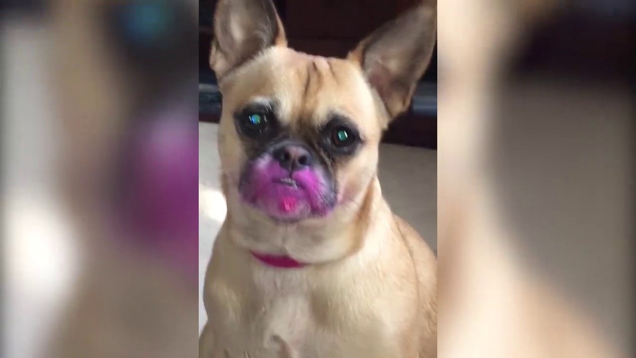 Quand ton chien a fait de grosses bétises - Compilation animaux LOL