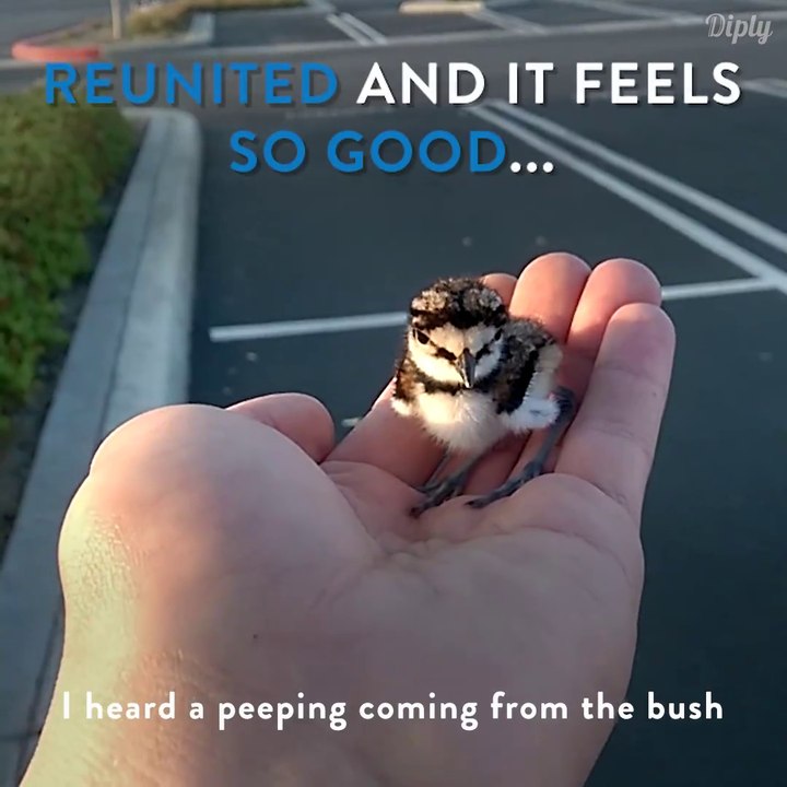 Ce bébé oiseau retrouve sa maman et ce moment est incroyable.. Adorable