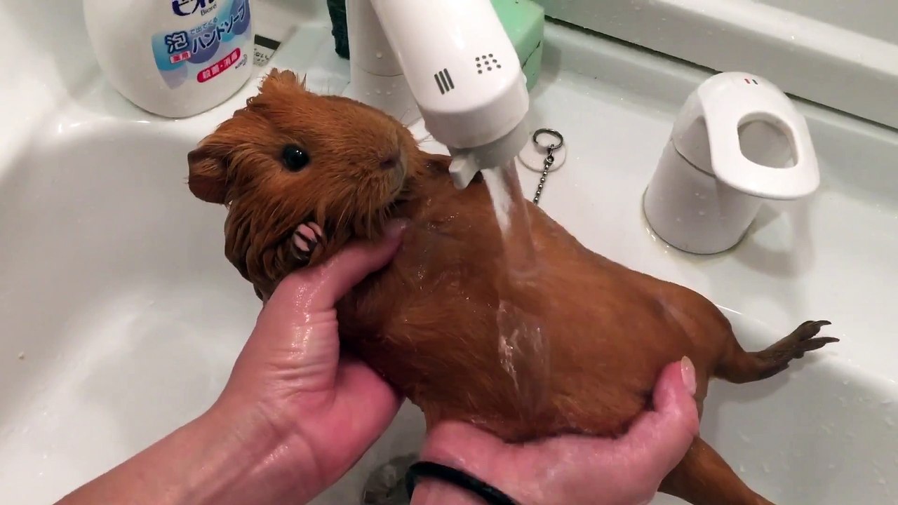 吉川利彦と動物との暮らし (5)