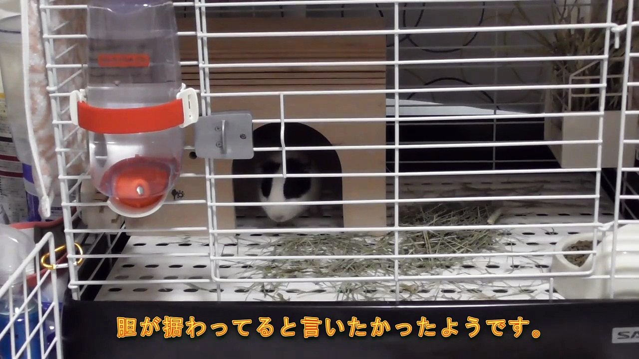 吉川利彦と動物との暮らし (9)