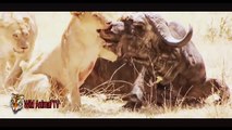 A spectacular Attack crocodile Attack Buffalo  Wild animal attacks - best of videos