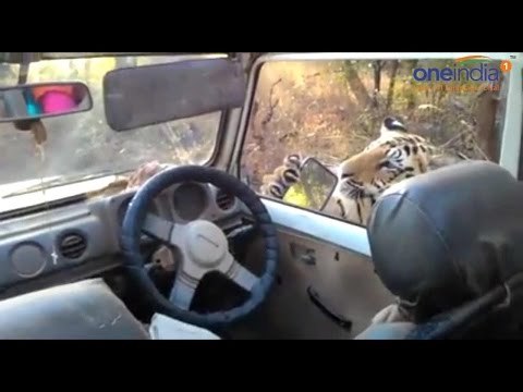 Near death experience as Tiger comes close to car, Watch Video | Oneindia News