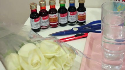 How to Make a Rainbow Rose a Step by Step Guide