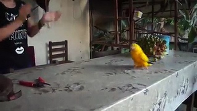 Hemşin Müziği Eşliğinde Kuştan Harika Bir Gösteri