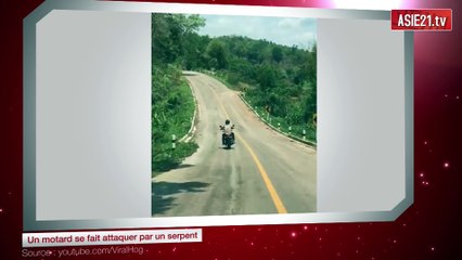 Un motard se fait attaquer par un serpent