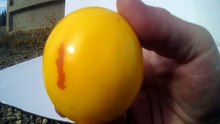 Crushed it yellow jawbreaker Mega Canadian Hero