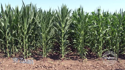 Zoan – hibrid kukuruza koji raste do neba