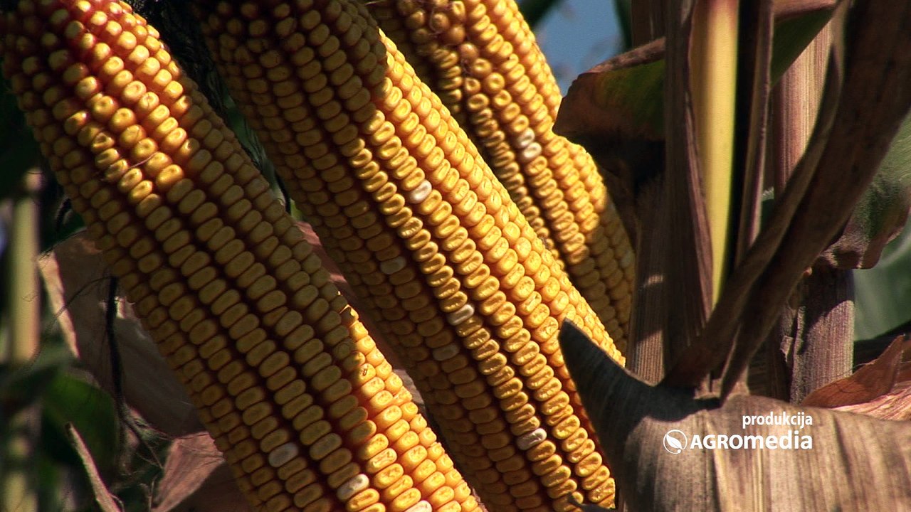 Led na Dunavu jedan od razloga smanjenja prometa robe na Produktnoj berzi