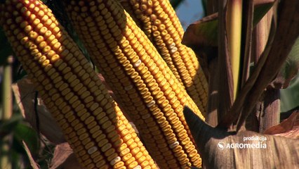 Led na Dunavu jedan od razloga smanjenja prometa robe na Produktnoj berzi