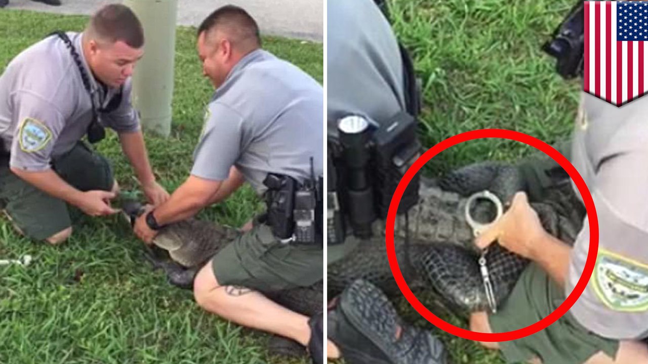 Louisiana alligator handcuffed by wildlife officer
