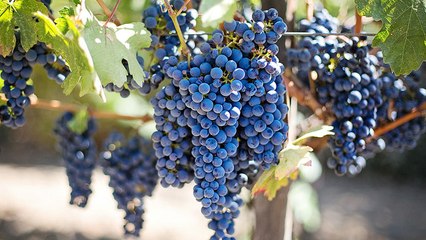 Cantina Sociale di Gualtieri - Cantina D'Autore