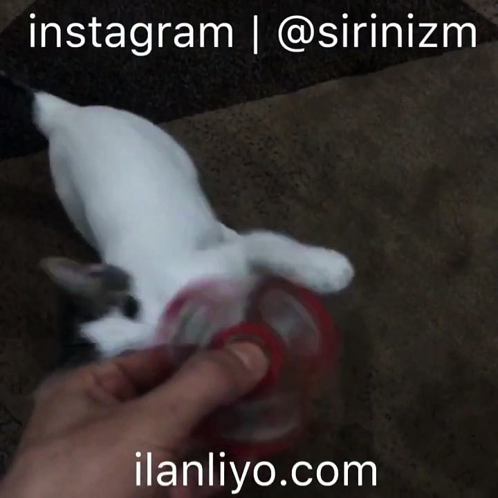 Stres çarkı çeviren kedi