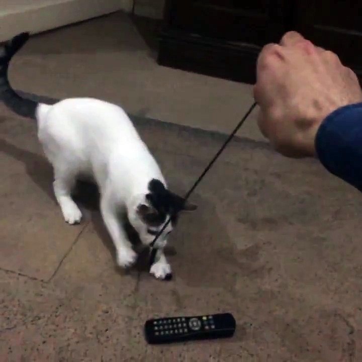 Kedi ve Yılan
