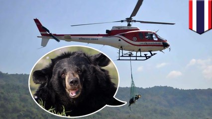 곰 한마리, 헬리콥터로 이송되던 도중, 추락해 사망