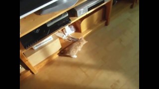 Funny Videos 2017- Funny Cats Video - Funny Cat Videos Ever - Funny Animals Funny Fails 6