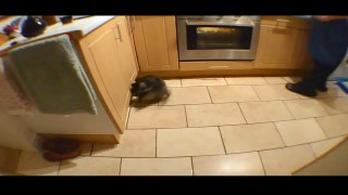Funny Videos 2017- Funny Cats Video - Funny Cat Videos Ever - Funny Animals Funny Fails 8