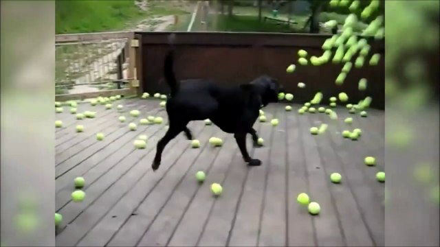 Va chercher la balle... Trop mignon le chien