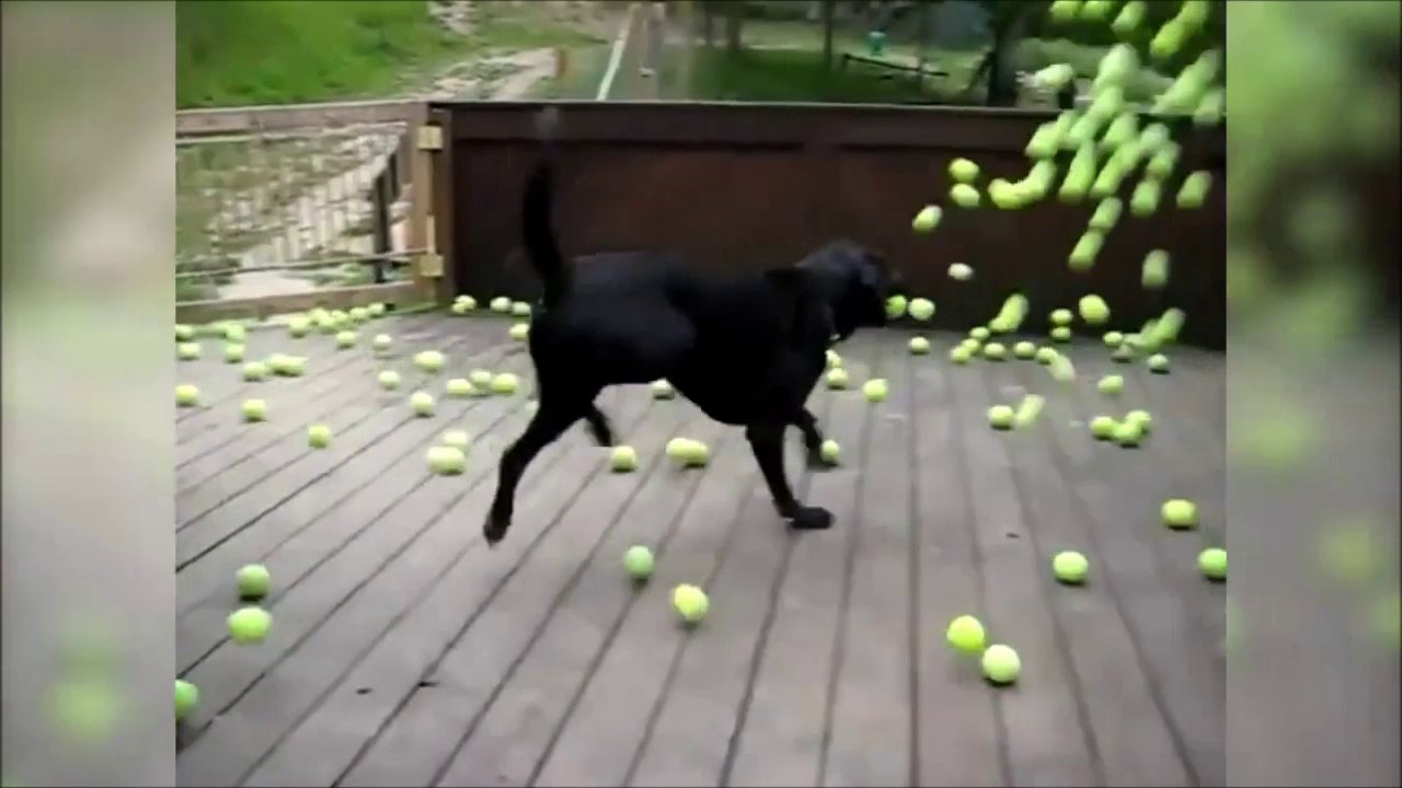 Va chercher la balle... Trop mignon le chien