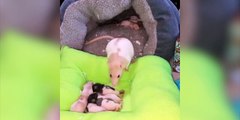 Cette maman rat met ses petits au lit... Trop mignon