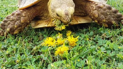 Hungry tortoise loves eating dandelions