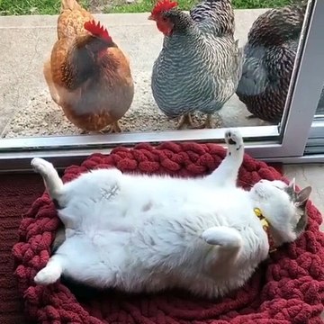 Quand des poules sont jalouses d'un chat