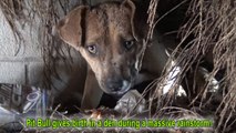 Homeless Pit Bull gives birth in a den during a massive rainstorm.  SO MANY PUPPIES!!!