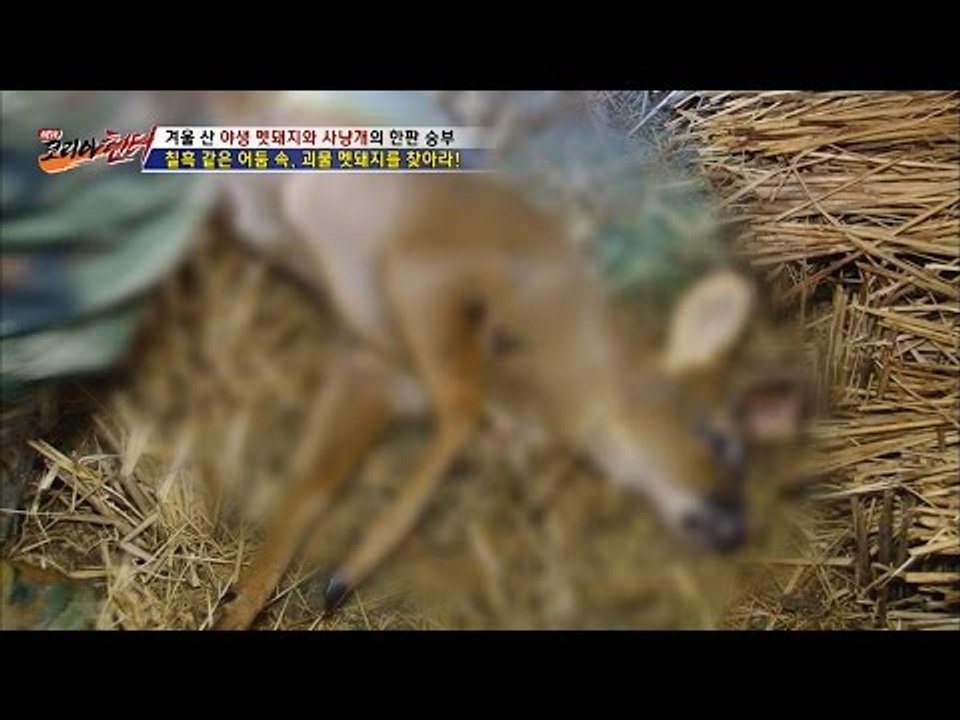 어두운 숲에 숨어있던 녀석의 정체는? [뉴 코리아 헌터] 27회 20161205