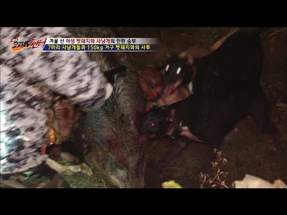 7대1, 사냥개와 150kg 멧돼지의 사투! [뉴 코리아 헌터] 27회 20161205