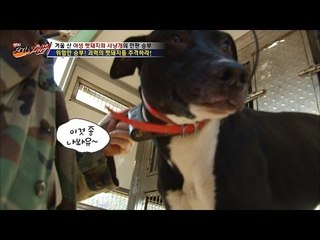 작지만 강하다! 멧돼지 사냥개들! [뉴 코리아 헌터] 27회 20161205