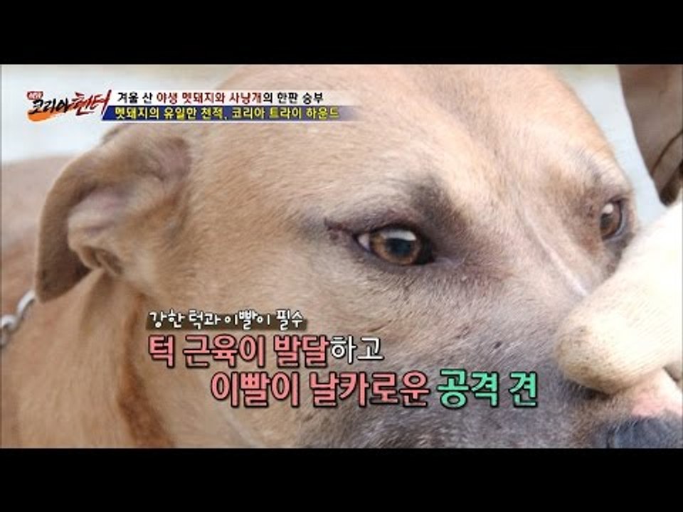 멧돼지의 천적 개! 코리아 트라이 하운드! [뉴 코리아 헌터] 27회 20161205